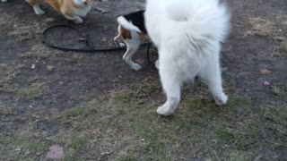 Beagle plays with Samoyed husky