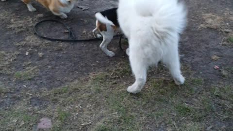 Beagle plays with Samoyed husky
