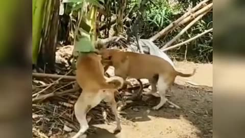 Dog and monkey fighting in gang