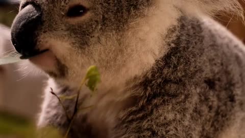 Koala eating leaves from a branch