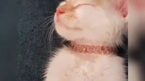 Sleepy cat cute video