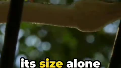 Top ten big snake in the world