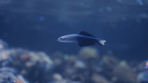 Amazing Marine fish with elgant moves