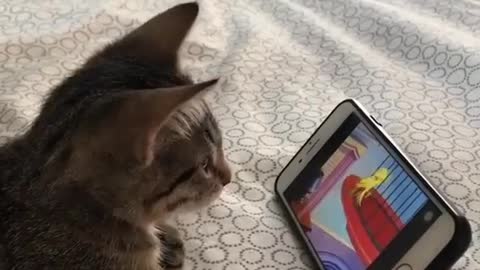 Cute kitten watching tom&Jerry