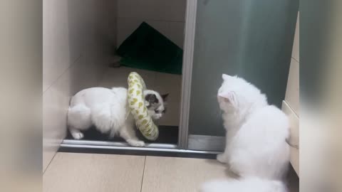 Interaction between two cats