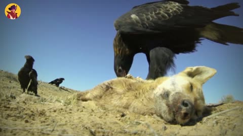 The Most Violent And Brutal Moments Of Animals Being Savage While Hunting