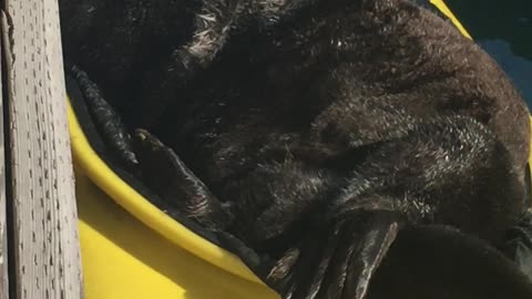 Sea Otter Relaxes in a Kayak