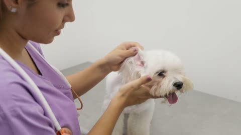 Doctor Visiting Dog In Studio With Vet And Sick Pet