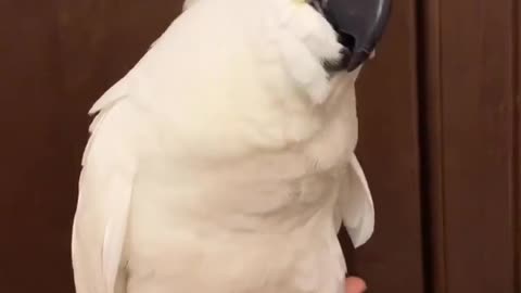Everyday routine becomes more fun when you have such a cute parrot.