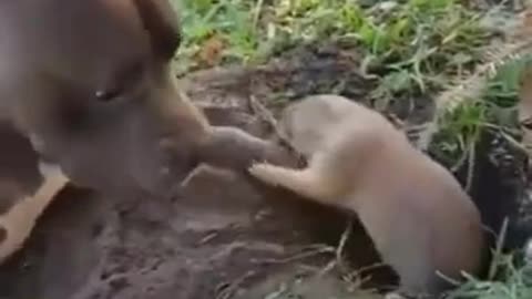 Dog can't help but annoy the grumpy groundhog.