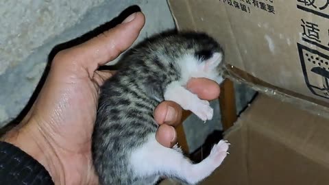 I held the baby kitten in my hand. Mother cat eats food.
