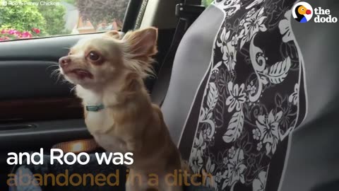 Chicken And Chihuahua Get Adopted Into The Same Family