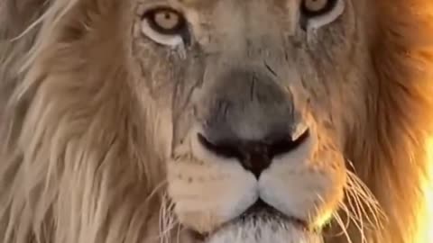 His face was scarred enough to show the Lion's blood