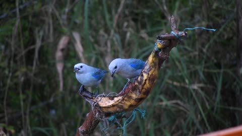 bird eating banana. Nice Video