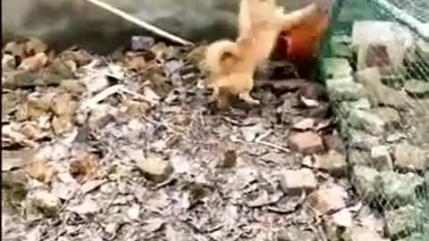 Dog vs chicken fight/royal rumble