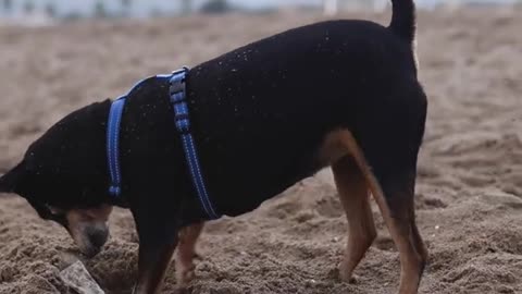 A_Rottweiler_dog_in_a_pet_harness_digging_!_funny_dog_short_videos_!__funny_dog_videos_2021_clean