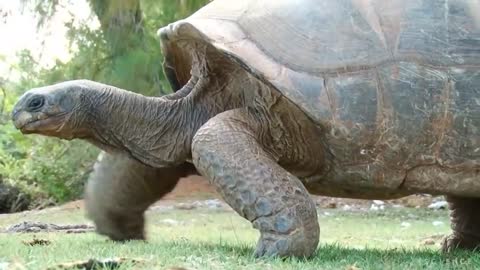 Biggest Tortoise in the World