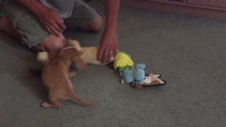 Dachshund pup loves to be pulled by his toy!