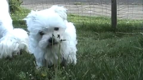 CUTE PUPPIES!!- 8-9 Weeks Old- Puppies vs Cat!