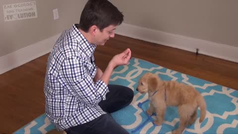 3 Easy Things to Teach your NEW PUPPY!