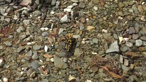 reptile walking in a stone field