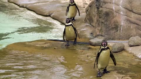 Three Penguins In A Zoo