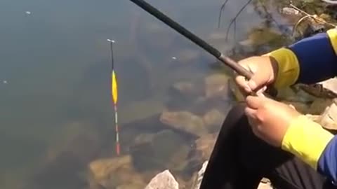 Top Seafood viral fish fishing Amazing fish video