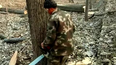 Major Tree Cutting Project: Tackling a Large Tree in Cold Weather 10 #shorts #lumberjack