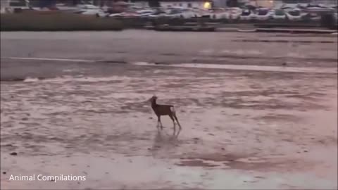 Baby deer playing compilation