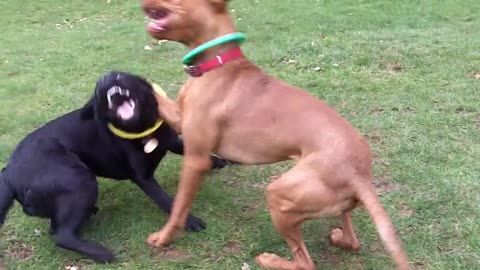 Hungarian vizala alfie and labrador josie fooling around