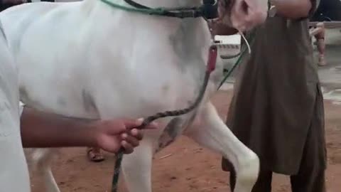 Horse dance Training in the village