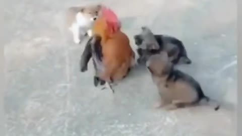 see this hilarious dogs versus cocks fights