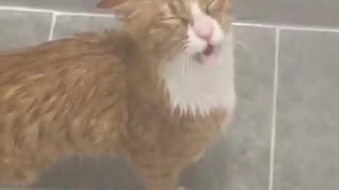 Cats tu#love cate inthe rain#funny video#funny