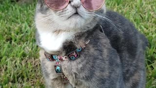 Cat Looks Super Cool In Sunglasses