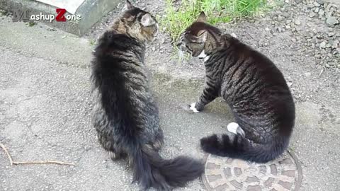 funny cats Arguing-cats talking To Each other compilation