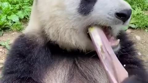 Panda eat Sugarcane