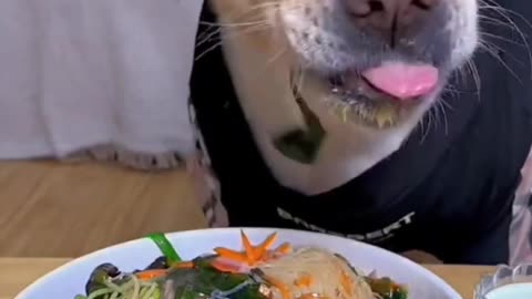 Labrador puppies eating food