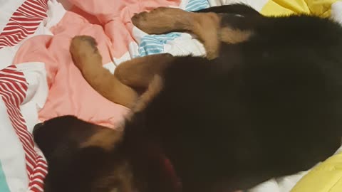 Precious puppy adorably twitching and running while dreaming