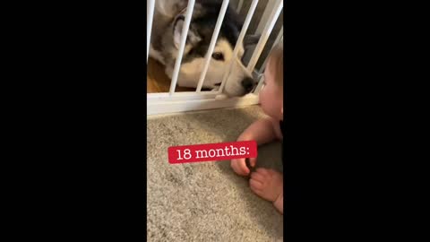 Love Between My Husky & Baby!!_CUTEST VIDEO EVER!_ _WITH MUSIC
