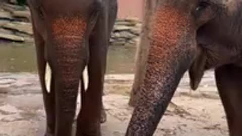 Most Funny Wild Animal - Cutest baby Elephant Videos #