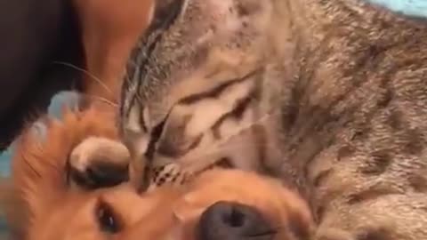 Look This Love cat and dog