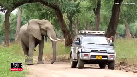 Elephant calmly ask for help