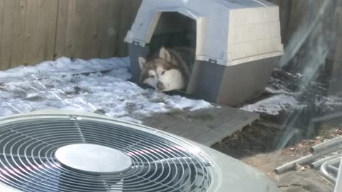 Alaskan Malamute Avalanche loves his hut (dog house)