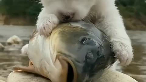 Love Between Puppy and Fish 😍