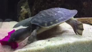 Rare baby turtle snacks on dragon fruit