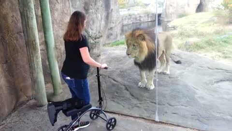 This Lion Really Wants Her Scooter | ORIGINAL VIDEO