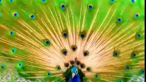 Amazing Peacock dance and lovely voice.