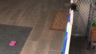 Mini pig running around kitchen