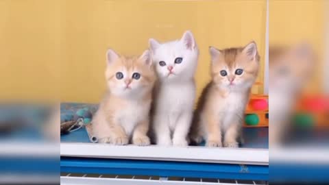 Three Cuteness cat short vedio🐈🐈😾😾