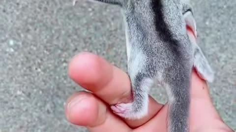 Adorable One-Month-Old Sugar Glider Baby ❤️❤️ #shorts #sugarglider #sugarglidercare